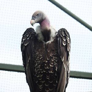 Rüppell's griffon vulture (Gyps rueppelli rueppelli), 2022-07-10