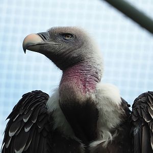 Rüppell's griffon vulture (Gyps rueppelli rueppelli), 2022-07-10