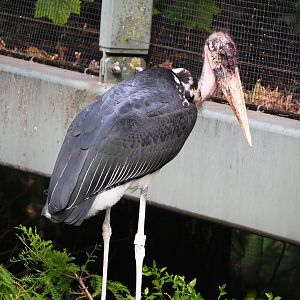 Marabou (Leptoptilos crumenifer), 2022-07-10