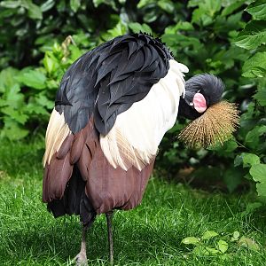 Western black crowned crane (Balearica pavonina pavonina), 2022-07-10