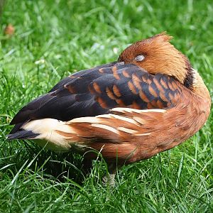 Fulvous whistling duck (Dendrocygna bicolor), 2022-07-10