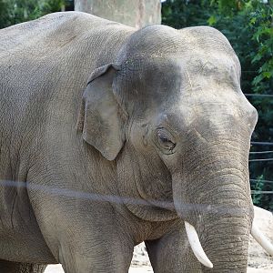 Asian elephant (Elephas maximus), Adolescent bull, 2022-07-10