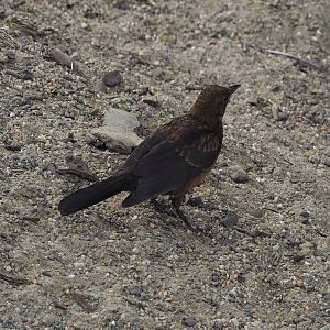 Wild juvenile Eurasian blackbird (Turdus merula), 2022-07-10