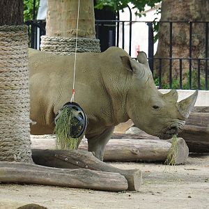 Southern white rhinoceros (Ceratotherium simum simum), 2022-07-10