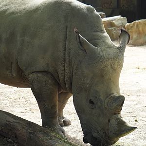 Southern white rhinoceros (Ceratotherium simum simum), 2022-07-10