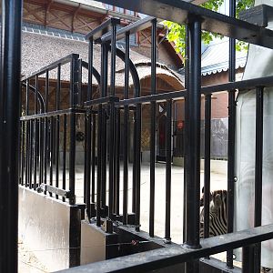 Grant's zebra separation paddock next to historical bovine house and southern white rhinoceros paddock, 2022-07-10