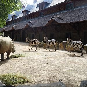 Southern white rhinoceros and Grant's zebras in front of the historical bovine house, 2022-07-10