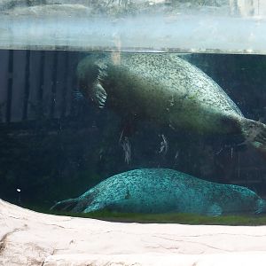 Eastern Atlantic harbor seals (Phoca vitulina vitulina), 2022-07-10