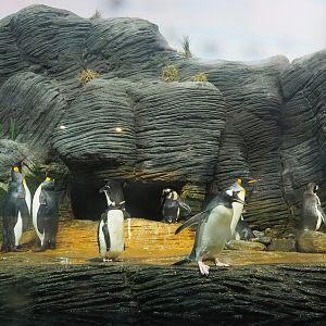 The three penguin species in Vriesland in one photo, 2022-07-10