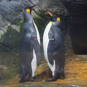 King penguin (Aptenodytes patagonicus), 2022-07-10