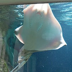 Undulate ray (Raja undulata), 2022-07-10