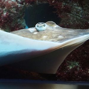 Undulate ray (Raja undulata), 2022-07-10