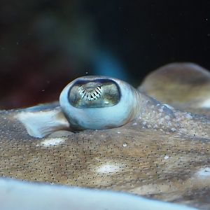 Undulate ray (Raja undulata), 2022-07-10