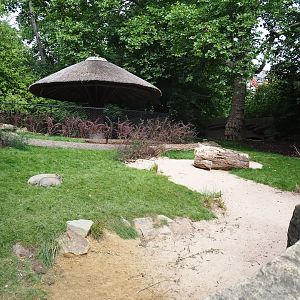 Sulawesi babirusa exhibit, 2022-07-10