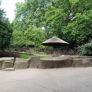 Sulawesi babirusa exhibit, 2022-07-10
