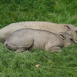 Sulawesi babirusas (Babyrousa celebensis), 2022-07-10