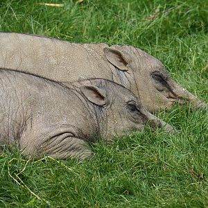 Sulawesi babirusas (Babyrousa celebensis), 2022-07-10