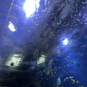 Oceanium- View of tunnel tank 13.7.23