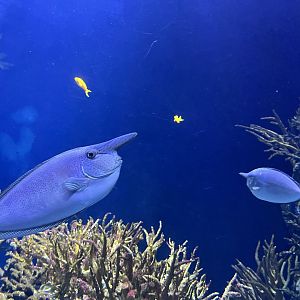 Oceanium- Spotted unicornfish 13.7.23