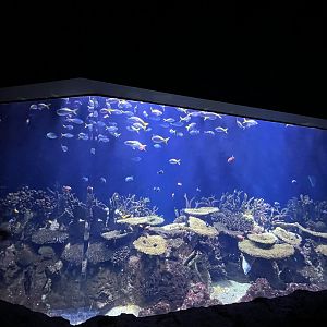 Oceanium- Tank example 13.7.23