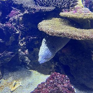 Oceanium- Eel 13.7.23