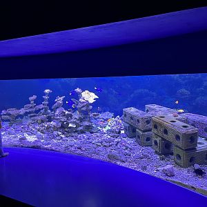 Oceanium- Tank example 13.7.23