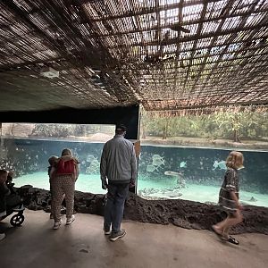 Oceanium- Mangrove tank 13.7.23