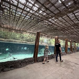 Oceanium- Mangrove tank 13.7.23