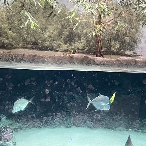 Oceanium- Mangrove tank 13.7.23