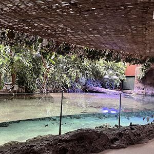 Oceanium- Mangrove tank 13.7.23