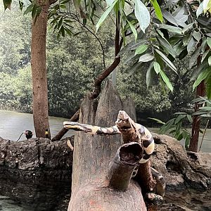 Oceanium- Fake snake in Mangrove tank 13.7.23