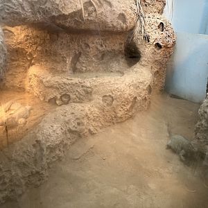 Oceanium- Rhinoceros iguanas 13.7.23