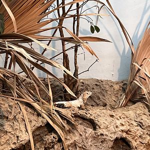 Oceanium- Young rhinoceros iguana 13.7.23