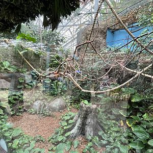 Oceanium- Cotton topped tamarin enclosure 13.7.23