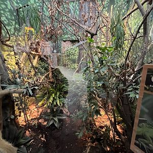 Oceanium- Mountain chicken frog and Green basilisk enclosure 13.7.23