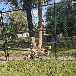 Panther Ridge (2021) - Kendi the Cheetah