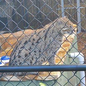 Panther Ridge (2021) - Fishing Cat