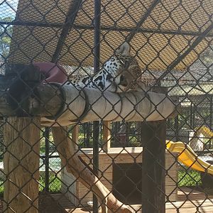 Panther Ridge (2021) - Mateo the Jaguar