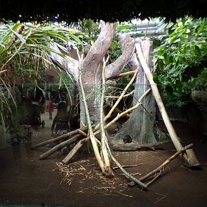 Oceanium- Cuban Hutia enclosure 13.7.23