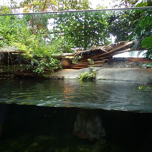 Oceanium- Cuvier’s Dwarf Caiman enclosure 13.7.23