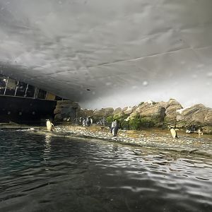 Oceanium- Penguin enclosure 13.7.23