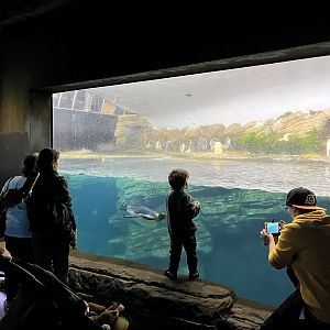 Oceanium- Penguin enclosure 13.7.23