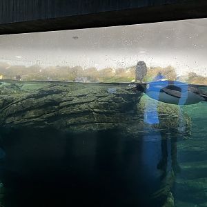 Oceanium- King penguin underwater 13.7.23