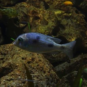 African cichlid