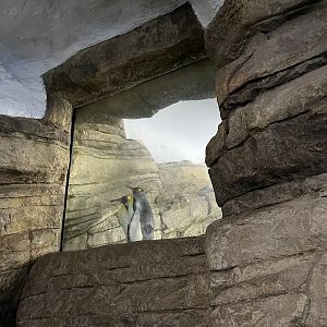 Oceanium- King penguins in raised area 13.7.23