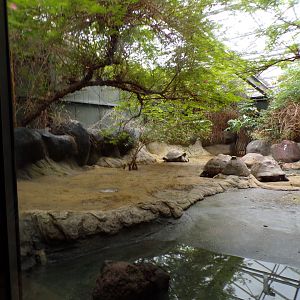 Oceanium- Galapagos tortoise indoors 13.7.23