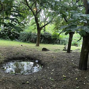 Oceanium- Galapagos tortoise enclosure 13.7.23
