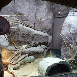Oceanium- Gila monster enclosure 13.7.23