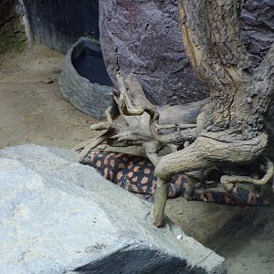 Oceanium- Gila monster 13.7.23