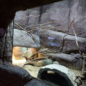 Oceanium- Gila monster enclosure 13.7.23